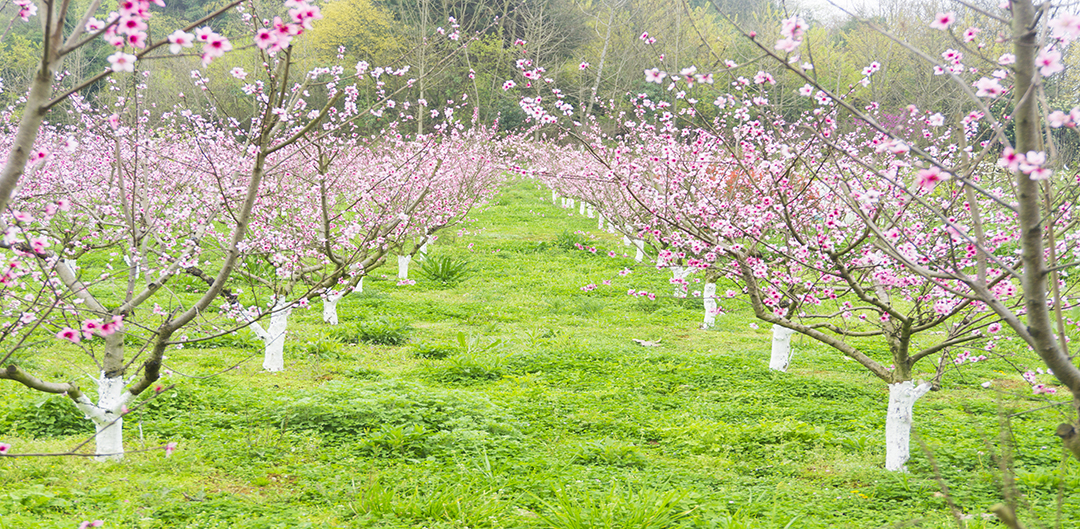 春天风景一片整齐桃花林粉红花朵1.jpg